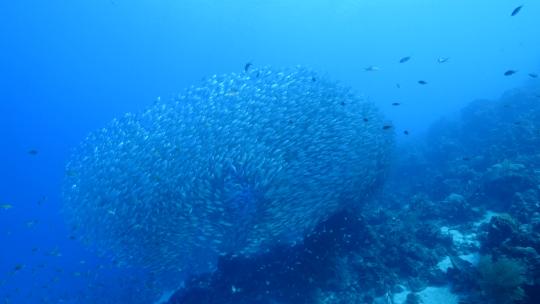 海底鱼群 杰克风暴