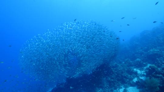 海底鱼群 杰克风暴视频素材模板下载