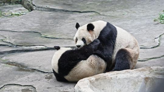 国宝大熊猫嬉戏
