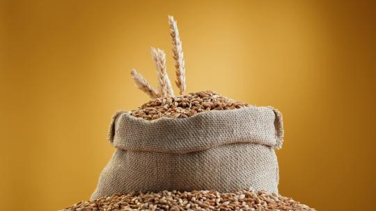 高品质优质小麦麦谷麦穗