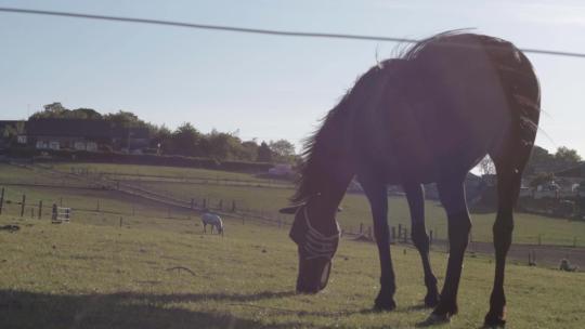 棕色的马在田野里吃草