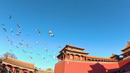 北京故宫紫禁城午门前的鸽子