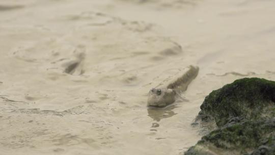 l1湿地滩涂鱼1