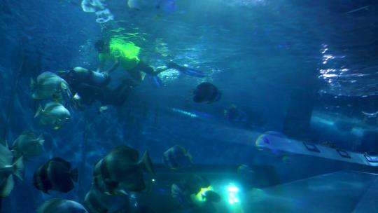 6753 海底潜水 海洋世界视频素材模板下载