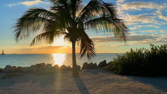 椰子树与海边美丽的日落