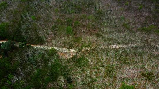 山路橡胶林照耀太阳云雾山水画中国风光大地