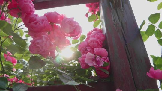 蔷薇玫瑰春天鲜花花开视频素材模板下载