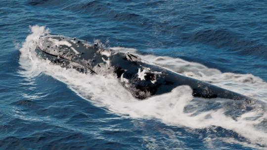 鲸鱼跃起过水面视频素材模板下载
