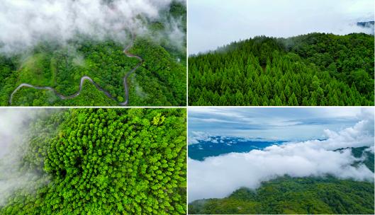 云雾森林云海树林航拍森林雨天森林俯