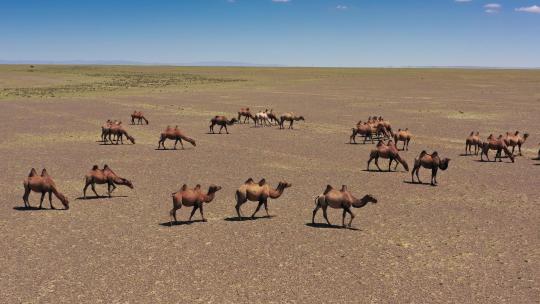 无人区野骆驼群视频素材模板下载