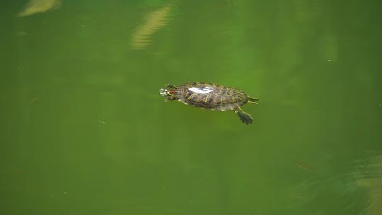 溪流潭水里的乌龟B