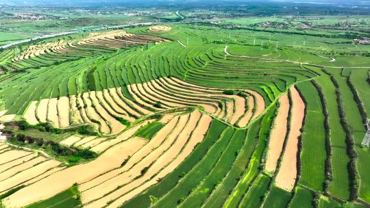 麦田 麦地梯田