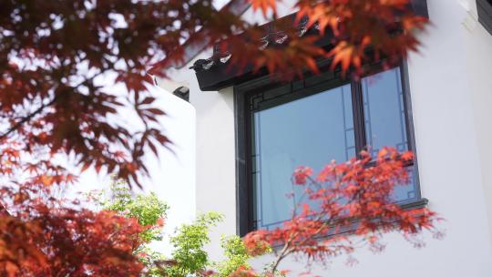 红色枫树叶和中式庭院别墅建筑