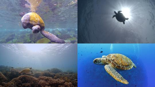【合集】海龟 海底 龟 海洋生物