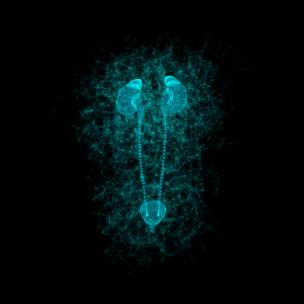泌尿系统旋转动画3D蓝色科技粒子HUD