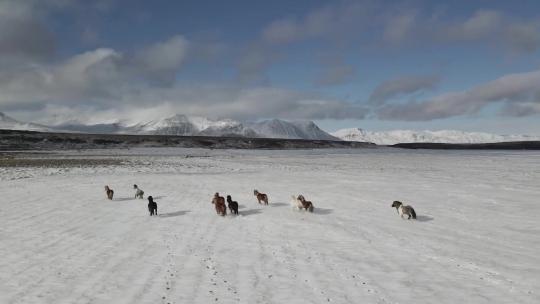 雪域高原上奔跑的马群在雪地上奔跑