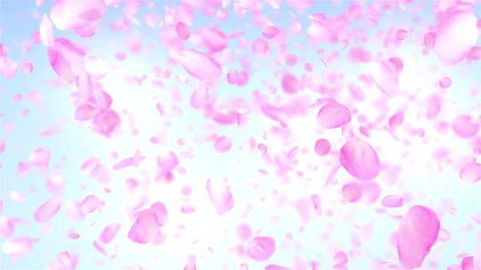 粉色玫瑰花瓣飘落1视频素材模板下载