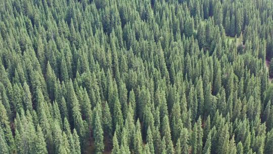 新疆茂密的森林航拍