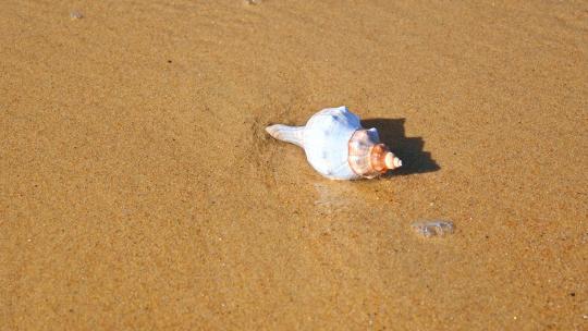 海边旅行时在海滩上捡贝壳和海螺漂流瓶视频素材模板下载