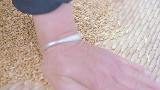 麦子小麦粮食丰收