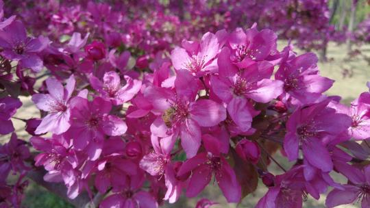 春天森林公园海棠花盛放唯美清新浪漫蜜蜂
