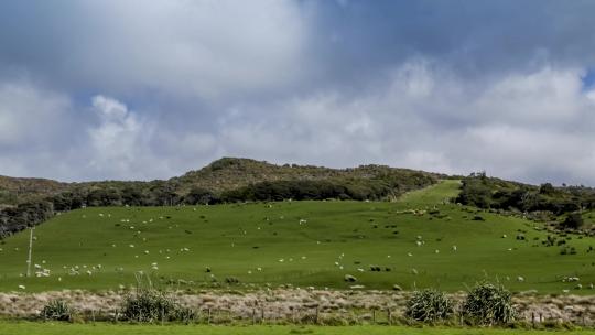 延时拍摄山坡上的羊