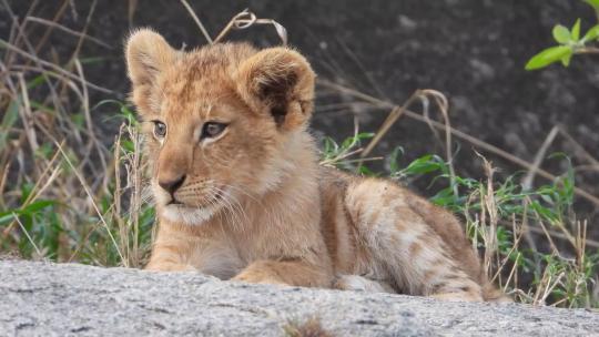 小狮子 狮子 野生动物  自然保护区视频素材模板下载