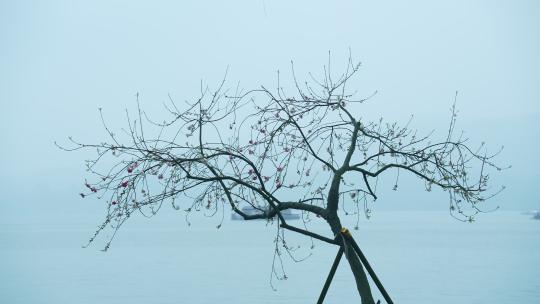 杭州西湖春天清明节阴雨天游船视频素材模板下载