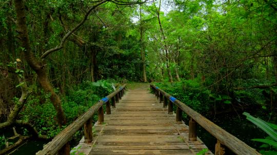森林公园丛林秘境 穿越木桥小桥木栈道