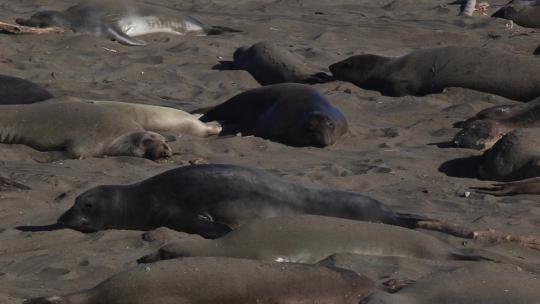 海滩上睡觉的海豹视频素材模板下载