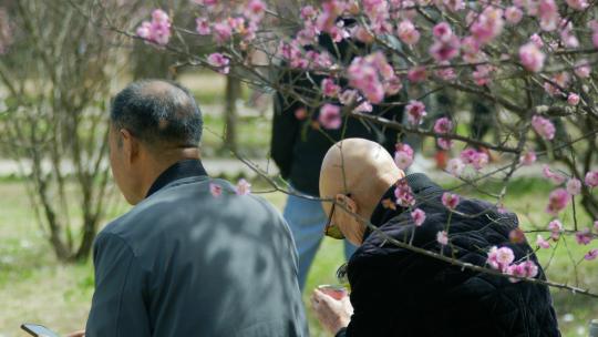 公园春天赏花的人视频素材模板下载
