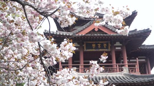 青龙寺遗址樱花特写花海景观风光古建筑