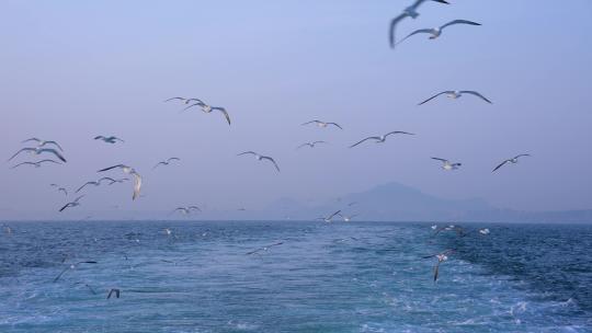 船尾浪花 船尾海鸥 船尾浪