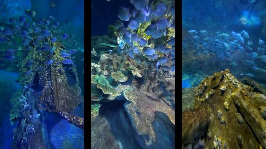 海洋动物鱼群沉船海底世界多镜头