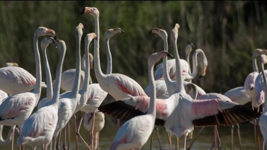 火烈鸟大海海岛湿地湖泊戏水鸟类保护动物视频素材模板下载