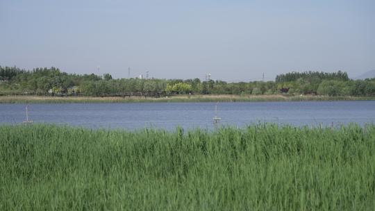 孝妇河湿地公园