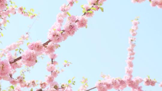 春天樱花赏春视频素材模板下载