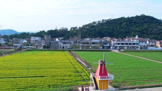 4k珠海斗门乡村风车油菜花花海航拍