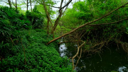 海南热带湿地公园小河