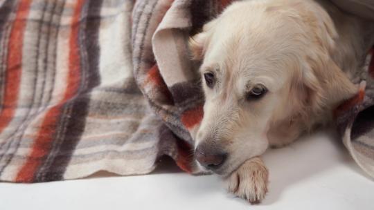 家里喜欢的宠物——这种大狗在秋天或寒冷的冬天在地毯下休息