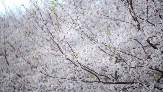 樱花园樱花树下游客视频