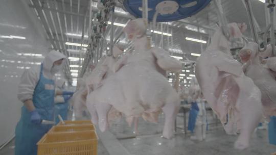 肉鸡加工厂肉禽加工屠宰厂LOG