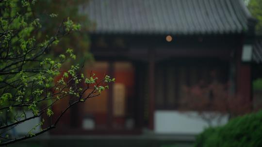 杭州钱王祠春天清明节雨天古建筑自然唯美