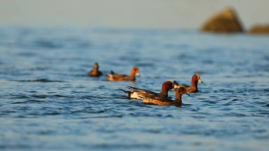 迁徙来深圳湾的赤颈鸭视频素材模板下载