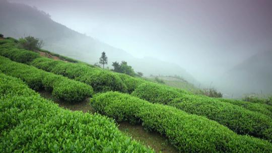 茶园茶树风景种茶
