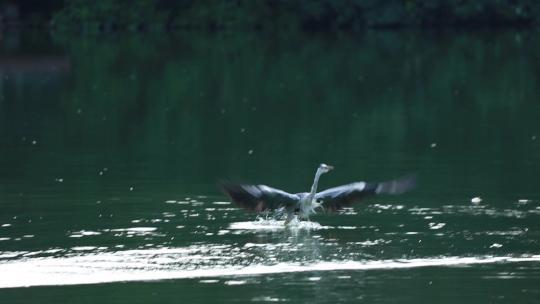 灰鹭在水面飞翔