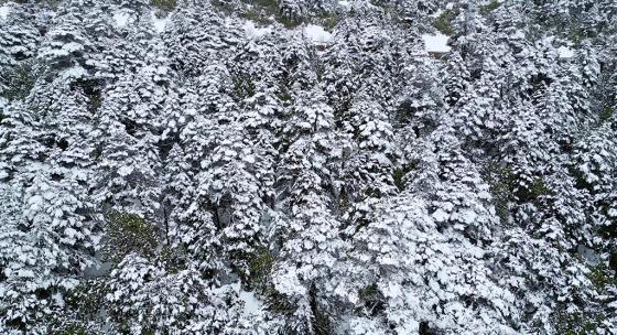 雪松雪景雪地森林银装素裹