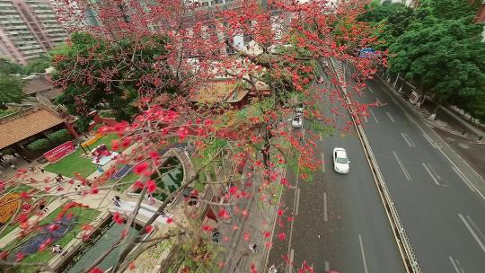 广州农讲所春日木棉花百年古树穿越4K视频