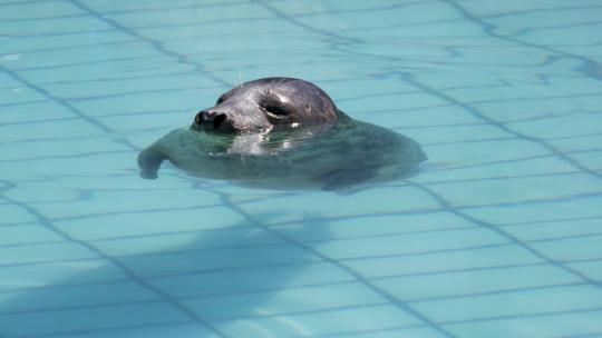 海洋馆中的海豹睡觉胖海豹游泳动物园视频素材模板下载
