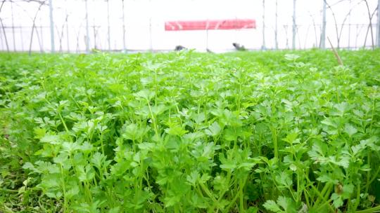 芹菜种植 大棚